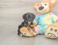 7 week old Mini Aussiedoodle Puppy For Sale - Simply Southern Pups