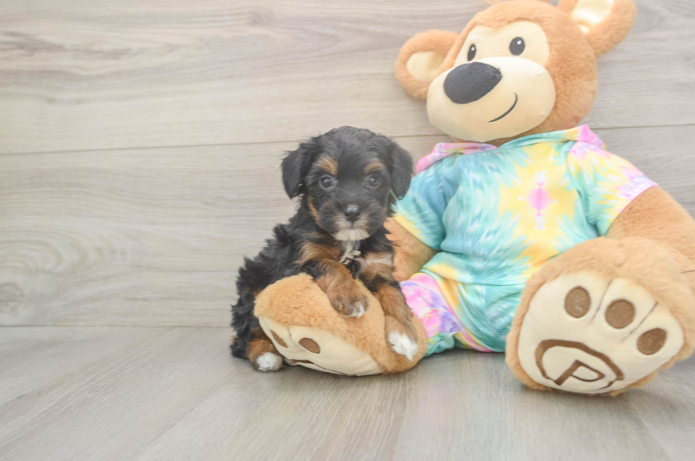 6 week old Mini Aussiedoodle Puppy For Sale - Simply Southern Pups