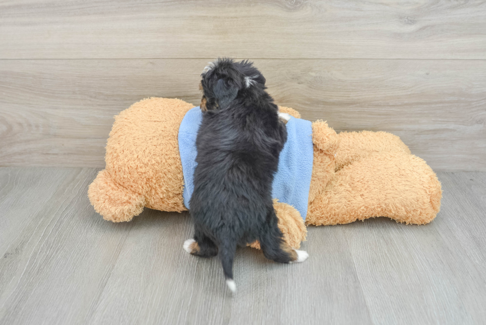 Popular Mini Aussiedoodle Poodle Mix Pup