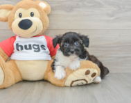 8 week old Mini Aussiedoodle Puppy For Sale - Simply Southern Pups