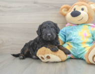 8 week old Mini Aussiedoodle Puppy For Sale - Simply Southern Pups