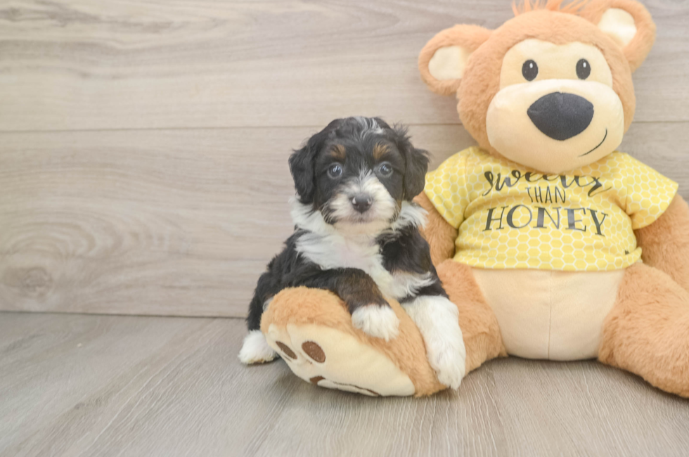 5 week old Mini Aussiedoodle Puppy For Sale - Simply Southern Pups
