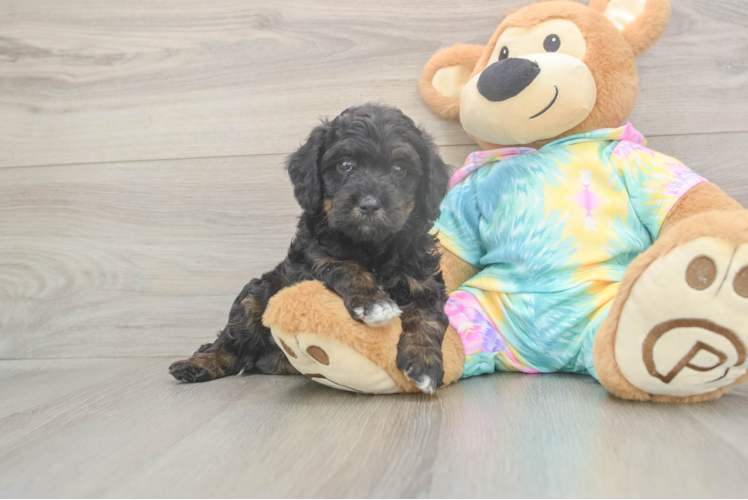 Mini Aussiedoodle Puppy for Adoption