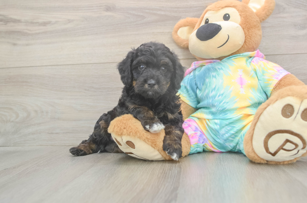 6 week old Mini Aussiedoodle Puppy For Sale - Simply Southern Pups