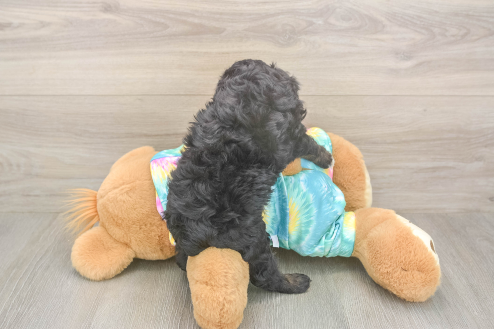 Funny Mini Aussiedoodle Poodle Mix Pup