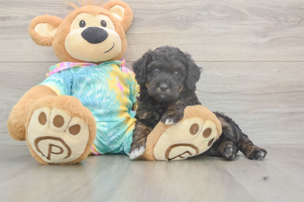 Best Mini Aussiedoodle Baby