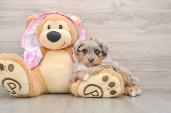 Fluffy Mini Aussiedoodle Poodle Mix Pup