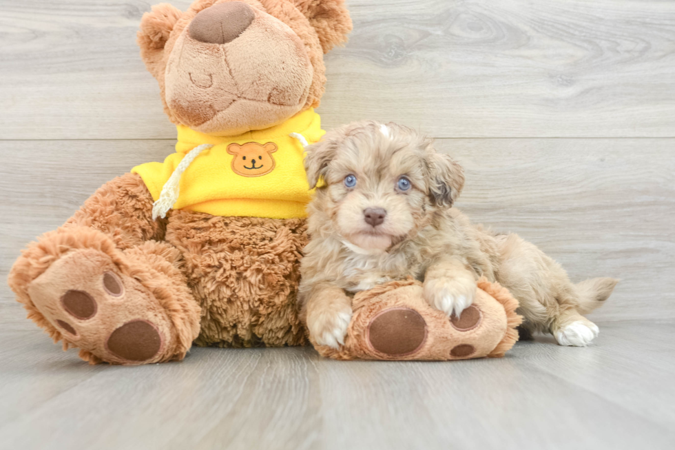 Mini Aussiedoodle Pup Being Cute