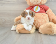 7 week old Mini Aussiedoodle Puppy For Sale - Simply Southern Pups