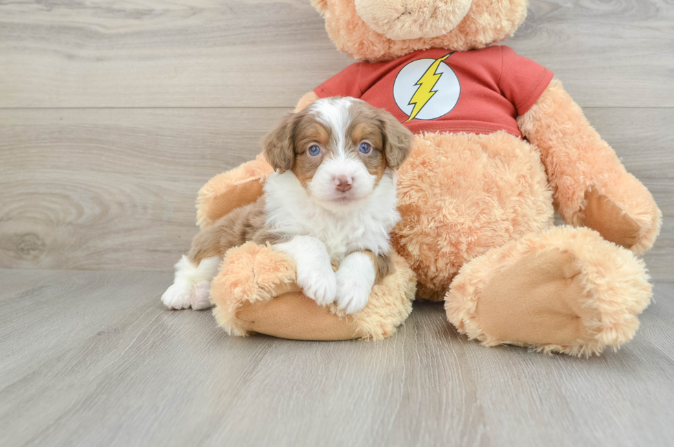 7 week old Mini Aussiedoodle Puppy For Sale - Simply Southern Pups