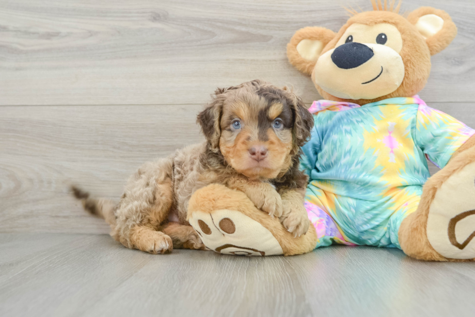 Playful Mini Aussiepoodle Poodle Mix Puppy