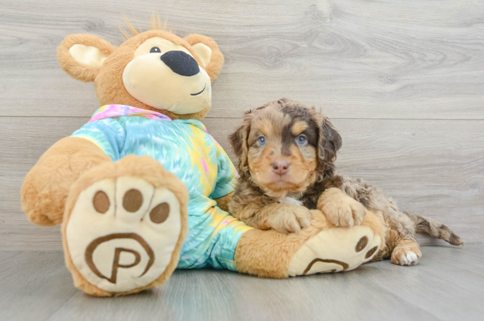 7 week old Mini Aussiedoodle Puppy For Sale - Simply Southern Pups