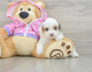 8 week old Mini Aussiedoodle Puppy For Sale - Simply Southern Pups
