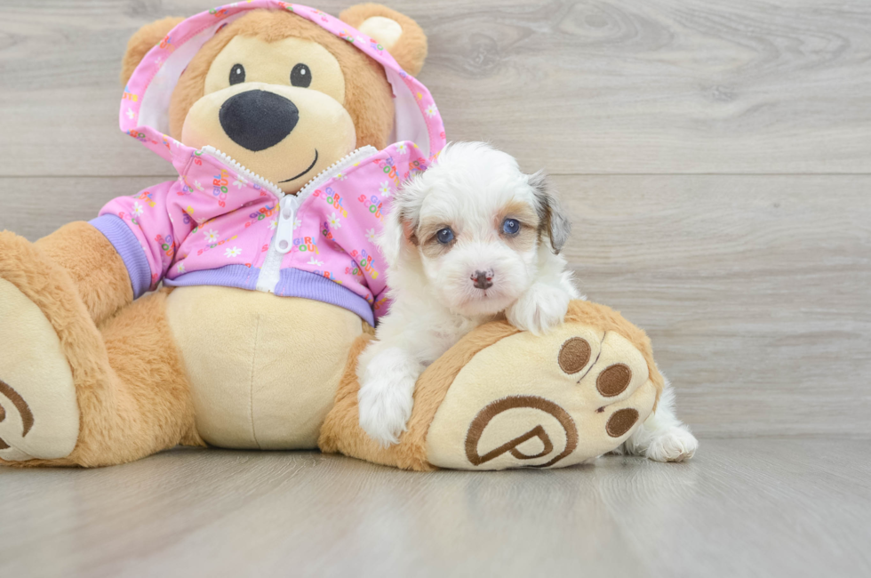 5 week old Mini Aussiedoodle Puppy For Sale - Simply Southern Pups
