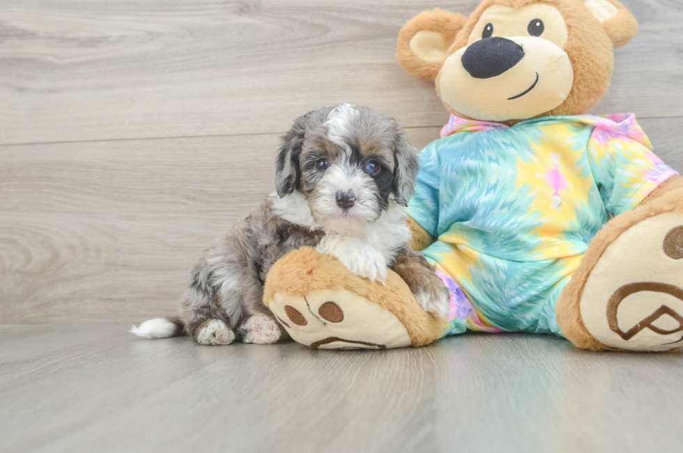 6 week old Mini Aussiedoodle Puppy For Sale - Simply Southern Pups
