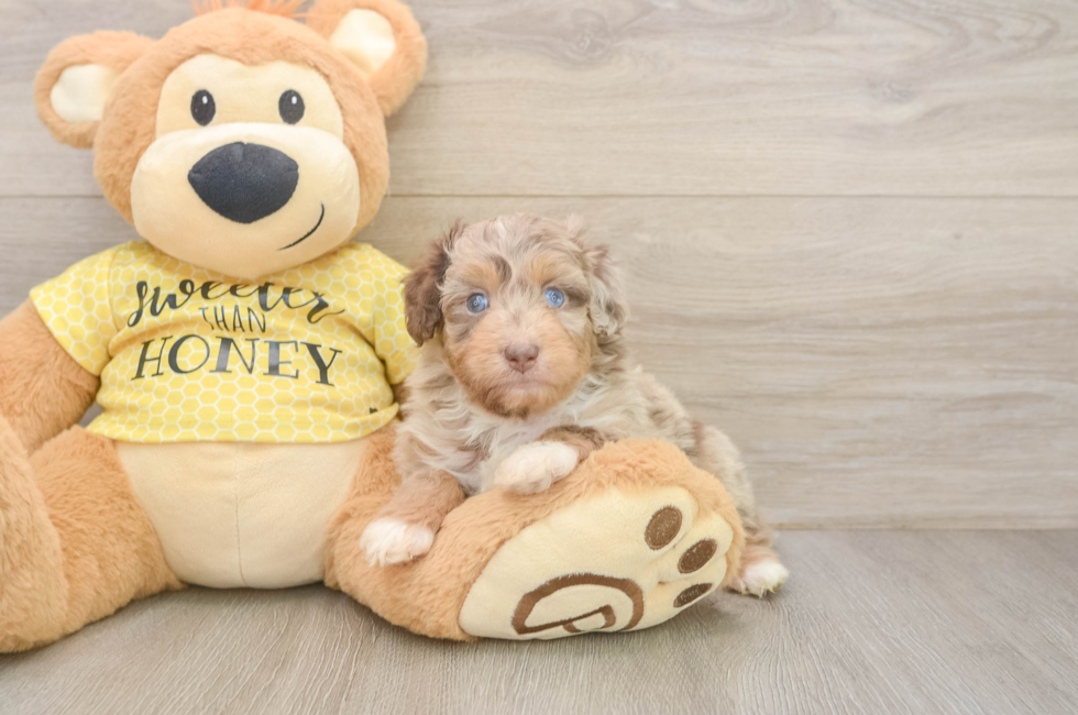5 week old Mini Aussiedoodle Puppy For Sale - Simply Southern Pups