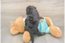 Mini Aussiedoodle Puppy for Adoption