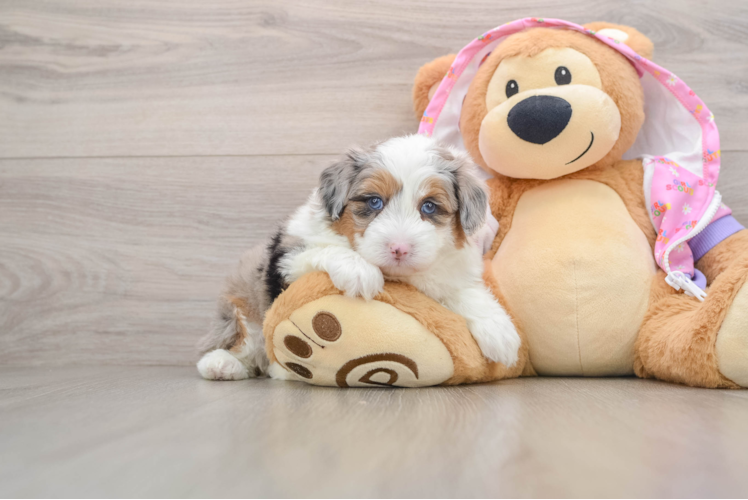 Best Mini Aussiedoodle Baby