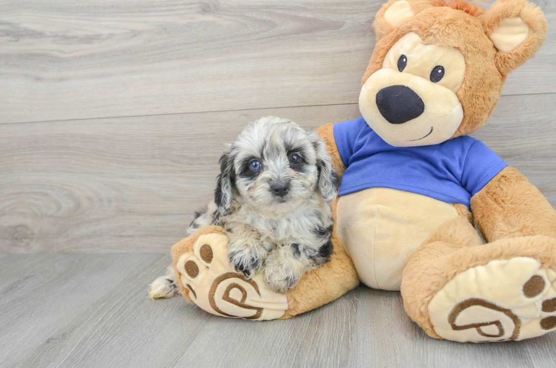 Mini Huskydoodle Puppies for Sale Simply Southern Pups