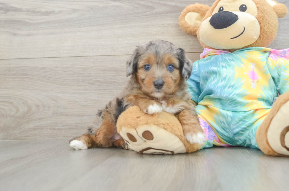 6 week old Mini Aussiedoodle Puppy For Sale - Simply Southern Pups