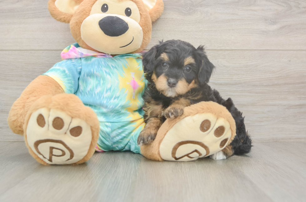 6 week old Mini Aussiedoodle Puppy For Sale - Simply Southern Pups