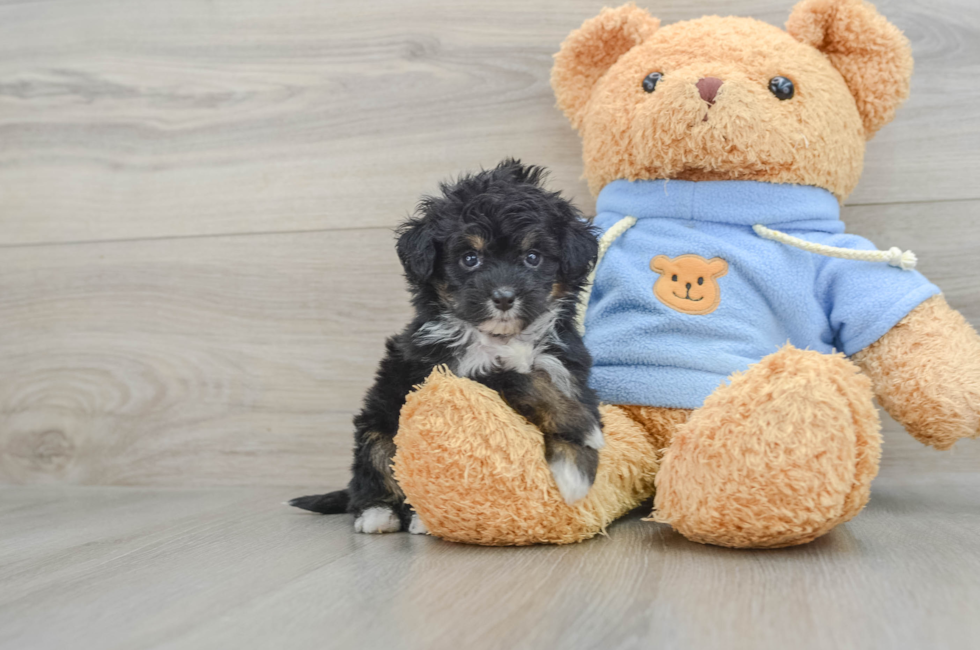 8 week old Mini Aussiedoodle Puppy For Sale - Simply Southern Pups