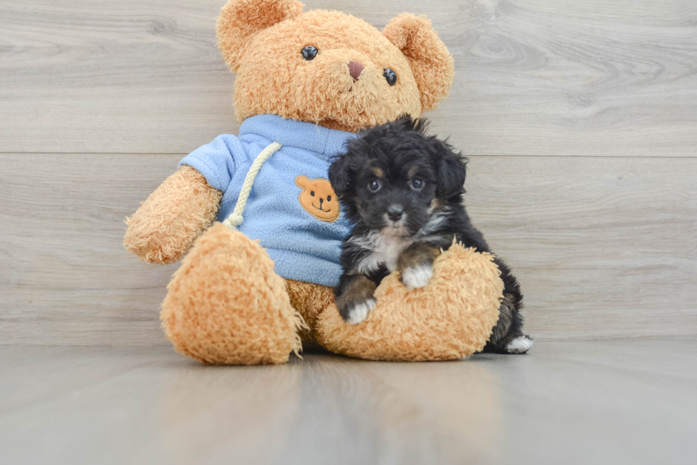 Popular Mini Aussiedoodle Poodle Mix Pup