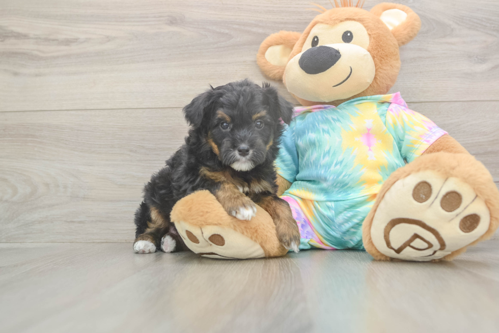 Mini Aussiedoodle Puppy for Adoption