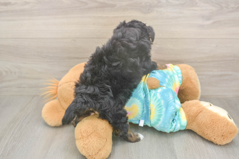 Energetic Aussie Poo Poodle Mix Puppy