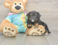 7 week old Mini Aussiedoodle Puppy For Sale - Simply Southern Pups