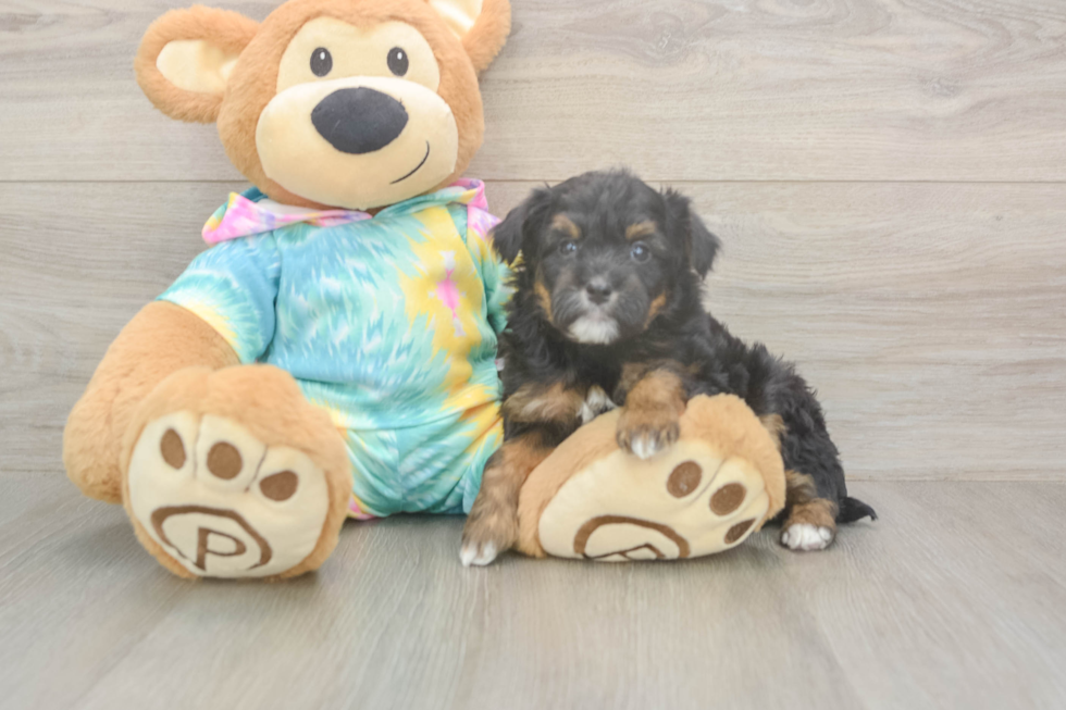 Mini Aussiedoodle Puppy for Adoption