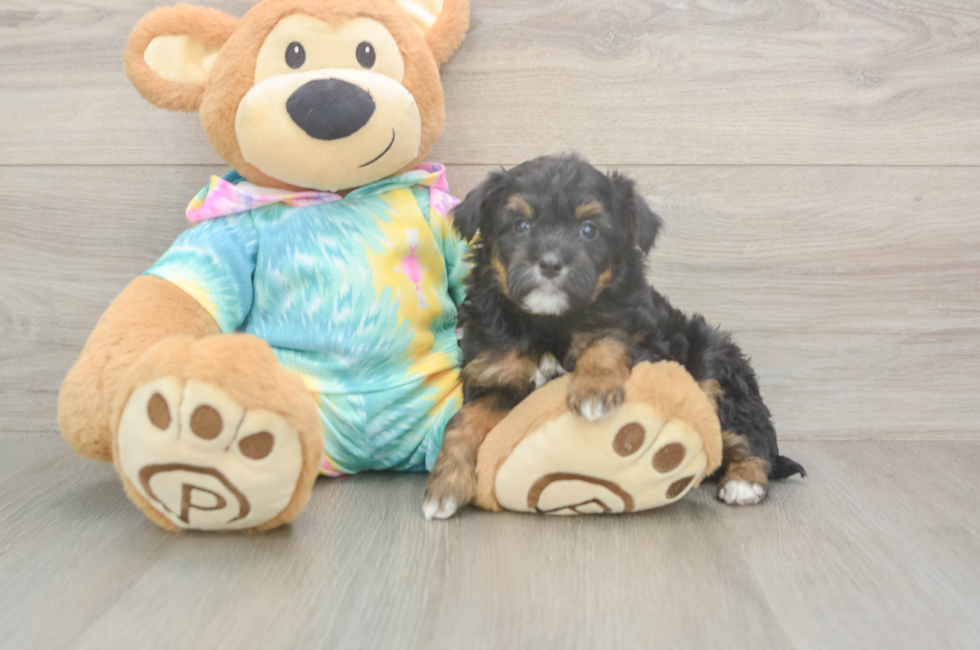 6 week old Mini Aussiedoodle Puppy For Sale - Simply Southern Pups