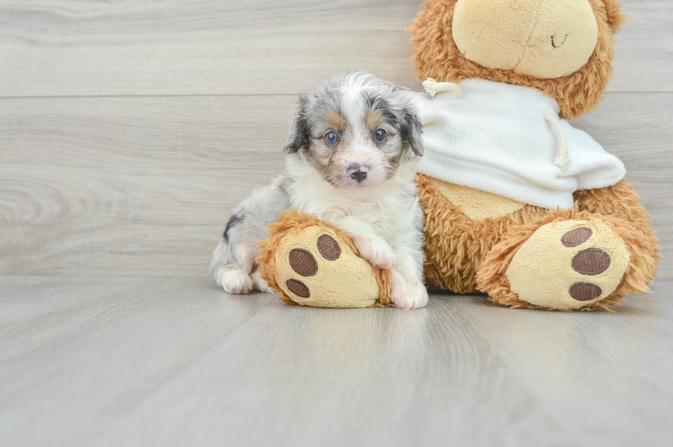 6 week old Mini Aussiedoodle Puppy For Sale - Simply Southern Pups