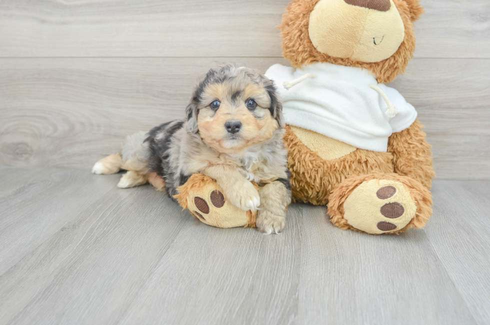 5 week old Mini Aussiedoodle Puppy For Sale - Simply Southern Pups