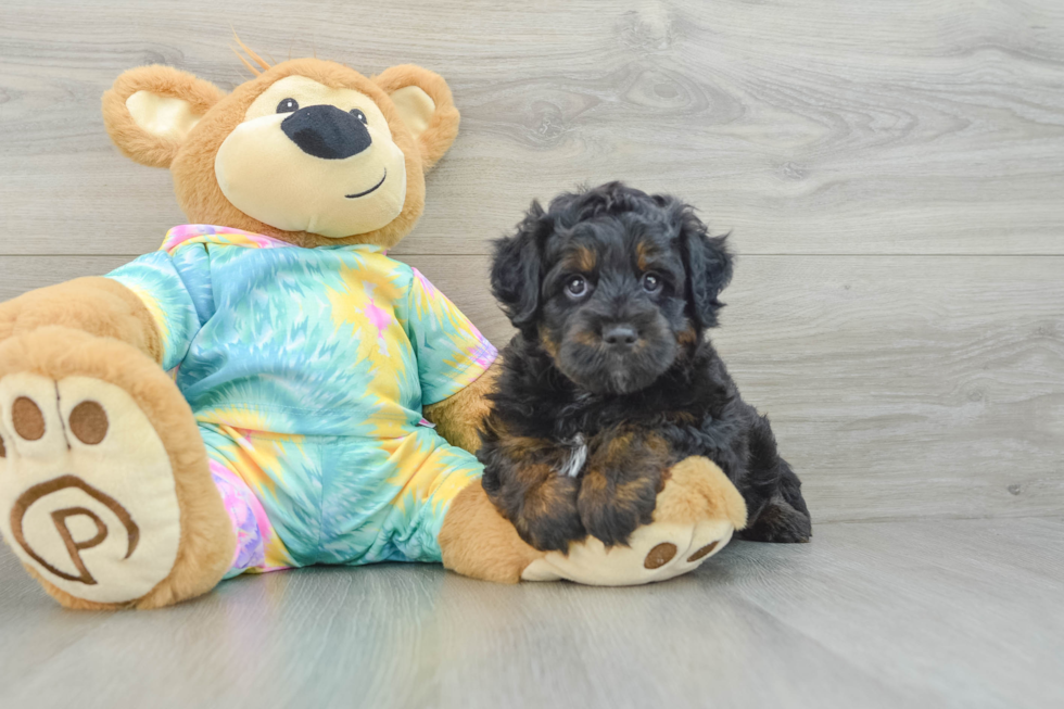 Mini Aussiedoodle Puppy for Adoption