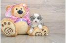 Happy Mini Aussiedoodle Baby