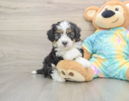5 week old Mini Aussiedoodle Puppy For Sale - Simply Southern Pups