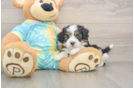 Mini Aussiedoodle Puppy for Adoption