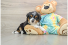 Happy Mini Aussiedoodle Baby