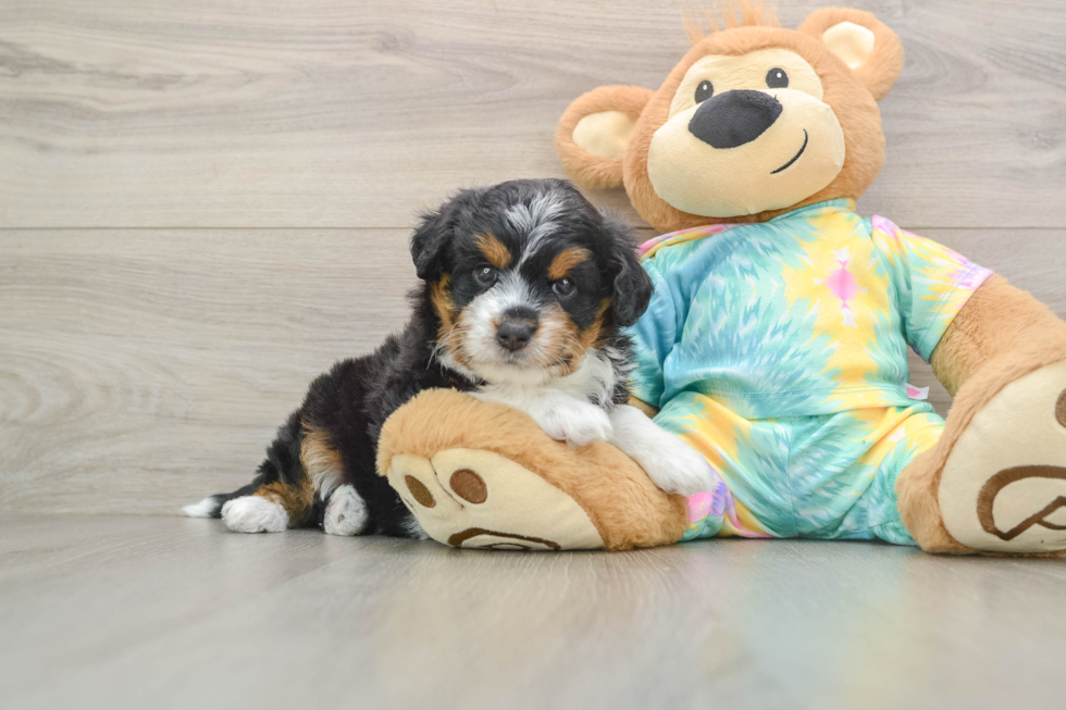 Happy Mini Aussiedoodle Baby