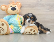 8 week old Mini Aussiedoodle Puppy For Sale - Simply Southern Pups
