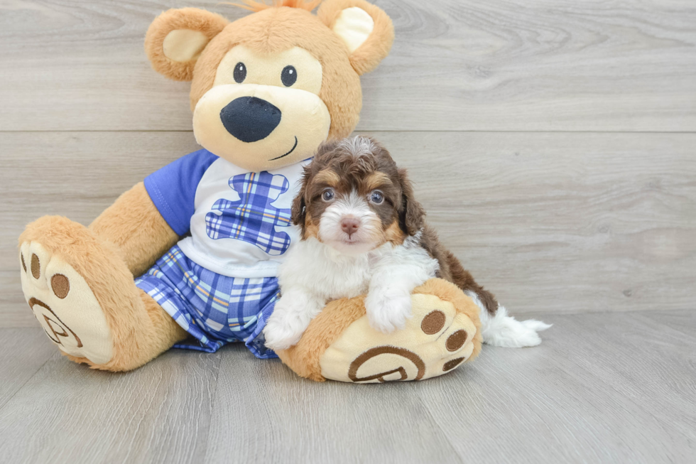 Mini Aussiedoodle Puppy for Adoption