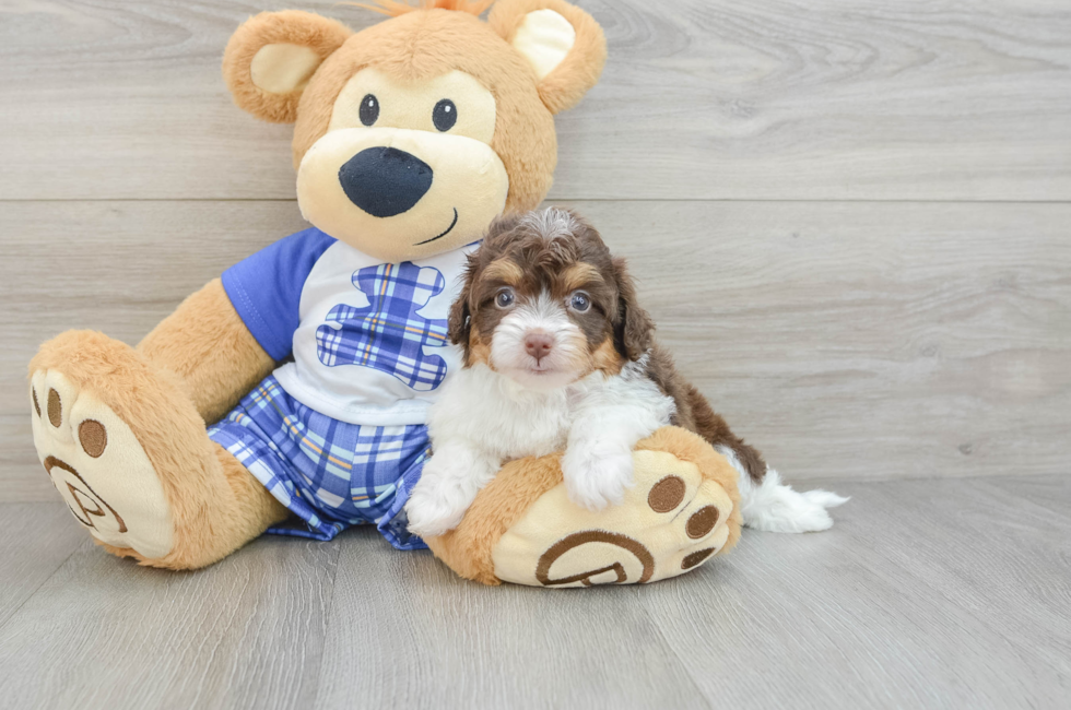 7 week old Mini Aussiedoodle Puppy For Sale - Simply Southern Pups