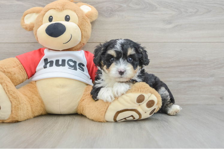 Mini Aussiedoodle Pup Being Cute