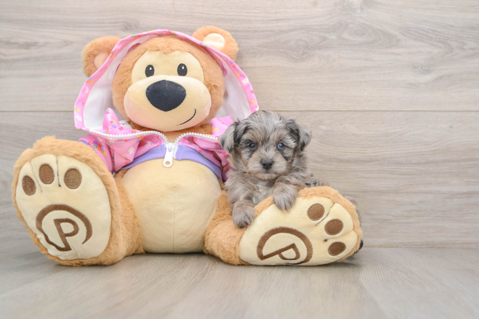 Little Mini Aussiepoo Poodle Mix Puppy