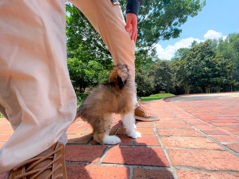 Best Mini Aussiedoodle Baby