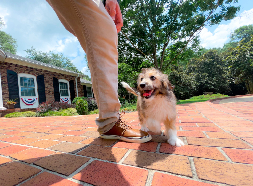 Cute Aussiepoo Poodle Mix Puppy