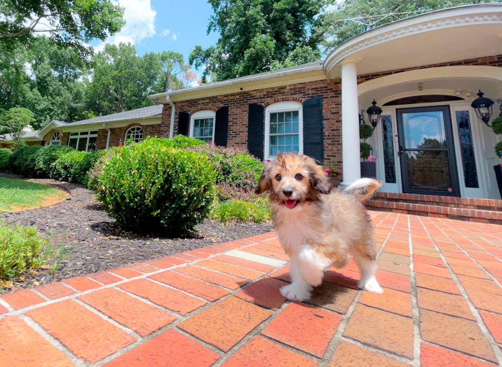Cute Mini Aussiedoodle Baby