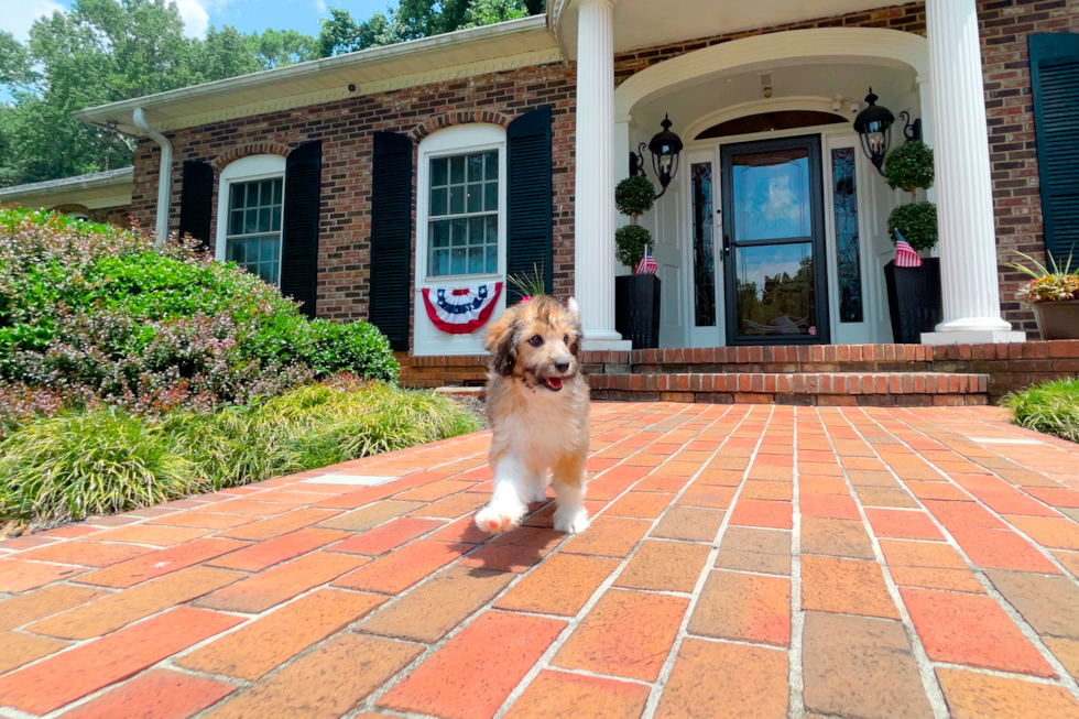 Best Mini Aussiedoodle Baby