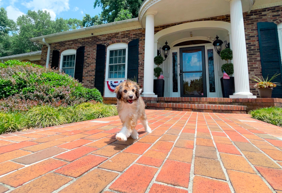 Best Mini Aussiedoodle Baby